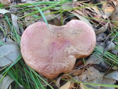 Australopilus palumanus