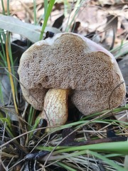 Australopilus palumanus