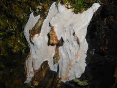 Erythromyces crocicreas