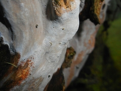 Erythromyces crocicreas