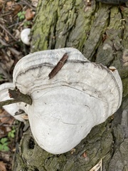 Polyporaceae