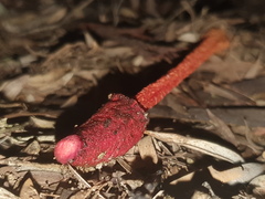 Phallus rubicundus
