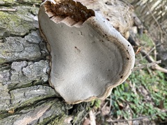 Polyporaceae