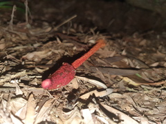 Phallus rubicundus