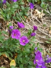 Aubrieta deltoidea