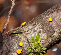 Pezizellaceae