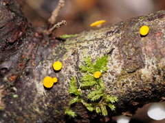 Pezizellaceae