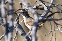 Poodytes carteri