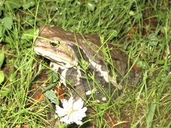 Bufo formosus