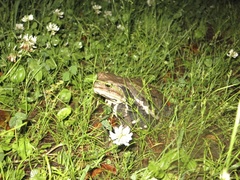 Bufo formosus