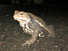 Bufo formosus