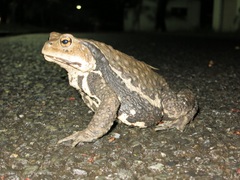 Bufo formosus