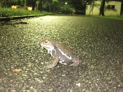 Bufo formosus