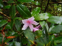 Rhododendron moulmainense