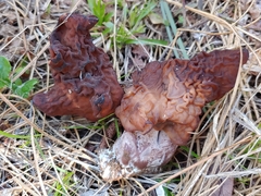 Gyromitra