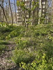 Prunus