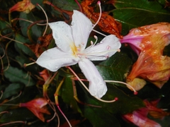Rhododendron moulmainense
