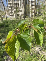 Prunus