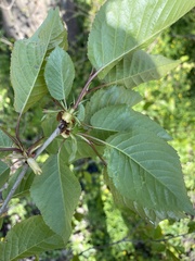 Prunus