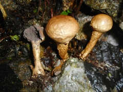 Scleroderma columnare