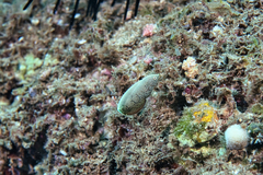Anampses chrysocephalus
