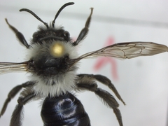 Andrena cineraria