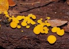 Pezizellaceae