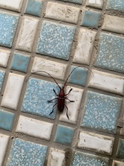 Dicelosternus corallinus