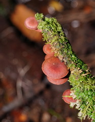 Tubaria rufofulva