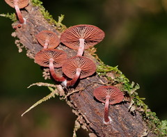 Tubaria rufofulva