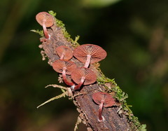 Tubaria rufofulva