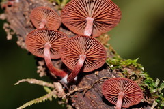 Tubaria rufofulva
