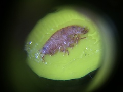 Arcitalitrus sylvaticus