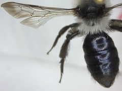 Andrena cineraria