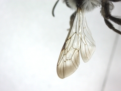 Andrena cineraria