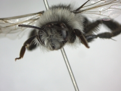 Andrena cineraria
