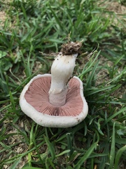 Agaricus