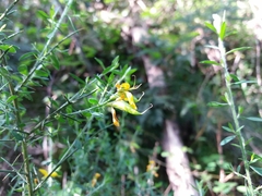 Genista falcata