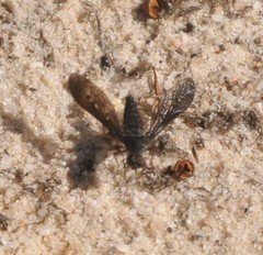 Lomatiinae