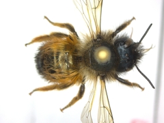 Osmia bicornis
