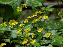 Waldsteinia ternata trifolia