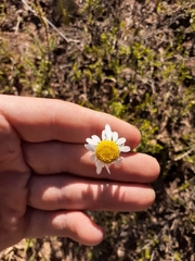 Lasiospermum bipinnatum