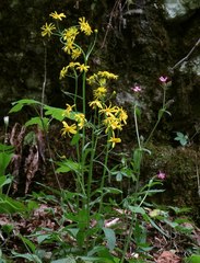Tephroseris longifolia