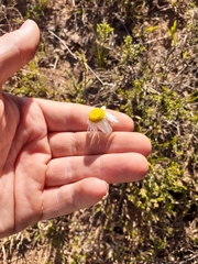 Lasiospermum bipinnatum