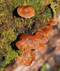 Kuehneromyces brunneoalbescens