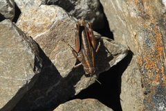 Brachaspis collinus