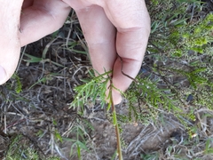 Lasiospermum bipinnatum