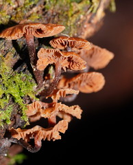 Kuehneromyces brunneoalbescens