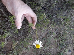 Lasiospermum bipinnatum