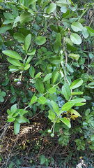 Capparis sepiaria